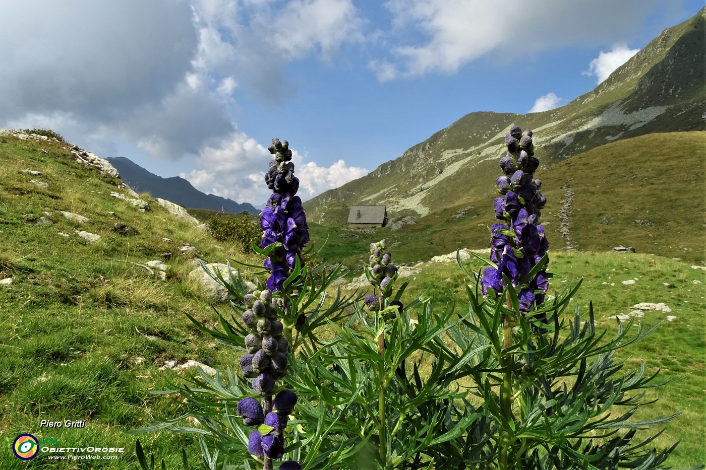 70 Aconito napello ( Aconitum napellus).JPG